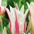 Tulipa Marilyn: Bild 1/1