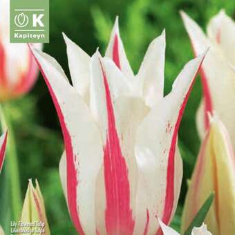 Tulipa Marilyn