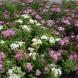 Spiraea japonica 'Shirobana': Bild 1/6