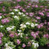 Spiraea japonica 'Shirobana' - Japanspiere