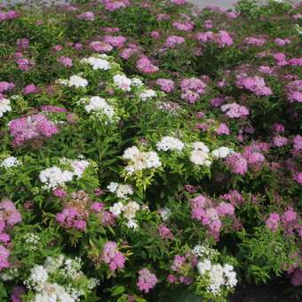 Spiraea japonica 'Shirobana'