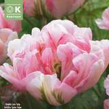 Tulipa Finola - Gefülltblütige Tulpe