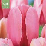 Tulipa Pink Impression - Darwin Tulpe
