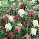 Fritillaria meleagris Mischung - Schachbrettblume