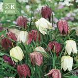 Fritillaria meleagris Mischung - Schachbrettblume