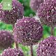 Allium Summer Drummer: Bild 1/1