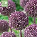 Allium Summer Drummer - Zierlauch