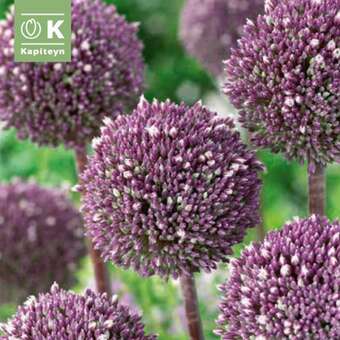 Allium Summer Drummer