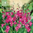 Gladiolus byzantinus: Bild 1/1