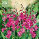 Gladiolus byzantinus - Gladiole