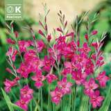 Gladiolus byzantinus - Gladiole
