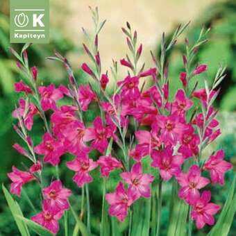 Gladiolus byzantinus