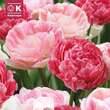 Lovely Combination Tulpen gefüllt rosa: Bild 1/1