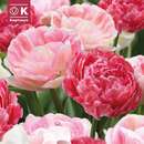 Lovely Combination Tulpen gefüllt rosa - Tulpen-Mischung
