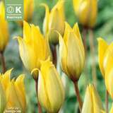 Tulipa sylvestris - Botanische Tulpe