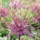 Allium schubertii - Zierlauch