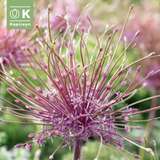 Allium schubertii - Zierlauch