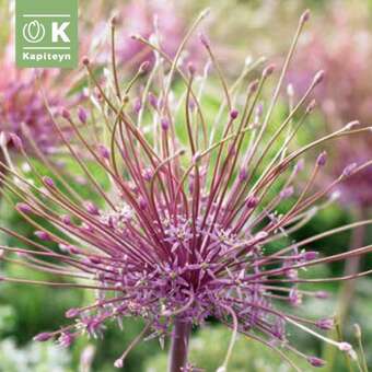 Allium schubertii