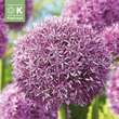Allium 'Globemaster': Bild 1/1