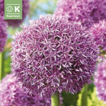 Allium 'Globemaster'