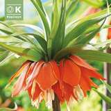Fritillaria imp. Rubra - Kaiserkrone