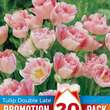 Tulipa Finola: Bild 1/1