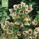 Allium siculum nectaroscorum - Zierlauch