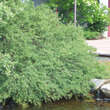 Salix purpurea 'Nana': Bild 1/2
