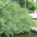 Salix purpurea 'Nana' - Feintriebige Pupurweide
