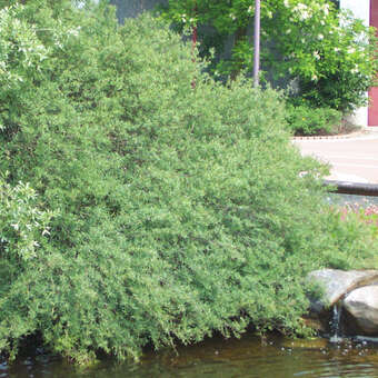 Salix purpurea 'Nana'