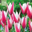 Tulipa Peppermintstick - Botanische Tulpe