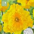 Narcissus Gold Disc: Bild 1/1