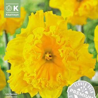 Narcissus Gold Disc