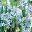 Puschkinia scilloides libanotica: Bild 1/1