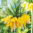 Fritillaria imp. Lutea: Bild 1/1