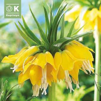Fritillaria imp. Lutea