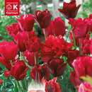 Lovely Combination Tulpen Rote Mischung - Tulpen-Mischung