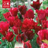 Lovely Combination Tulpen Rote Mischung - Tulpen-Mischung