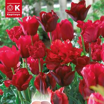 Lovely Combination Tulpen Rote Mischung