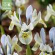 Iris Katharine Hodgkin: Bild 1/1