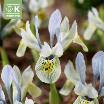 Iris Katharine Hodgkin
