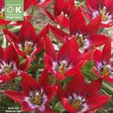 Tulipa Tiny Timo - Botanische Tulpe