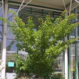 Acer davidii - Davidsahorn