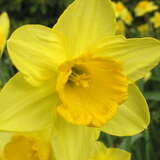 Narcissus Carlton - Narzisse