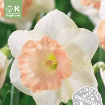 Narcissus British Gamble