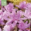 Colchicum Waterlily: Bild 1/1