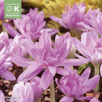 Colchicum Waterlily