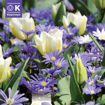 Lovely Combination Tulpen,Anemonen