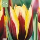 Tulipa Gavota - Triumph-Tulpe