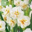 Narcissus Sir Winston Churchill: Bild 1/1